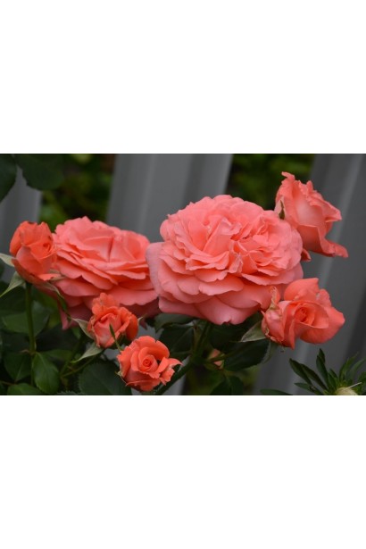 Троянда плетиста ‘Діді Бріджуотер’